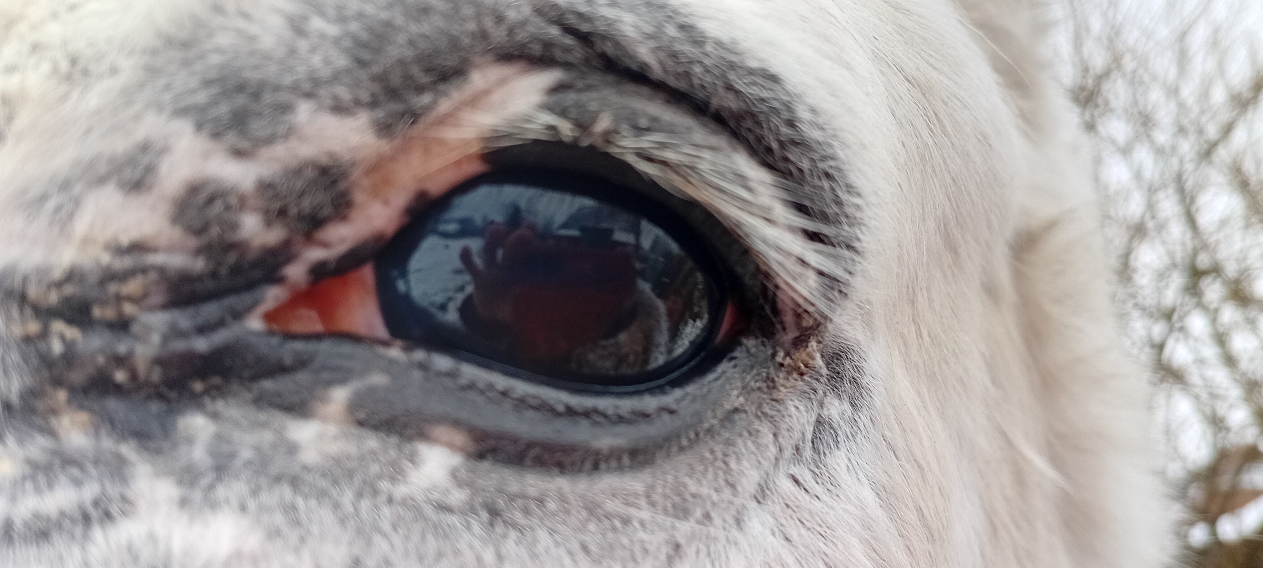 Auge links Februar 2026