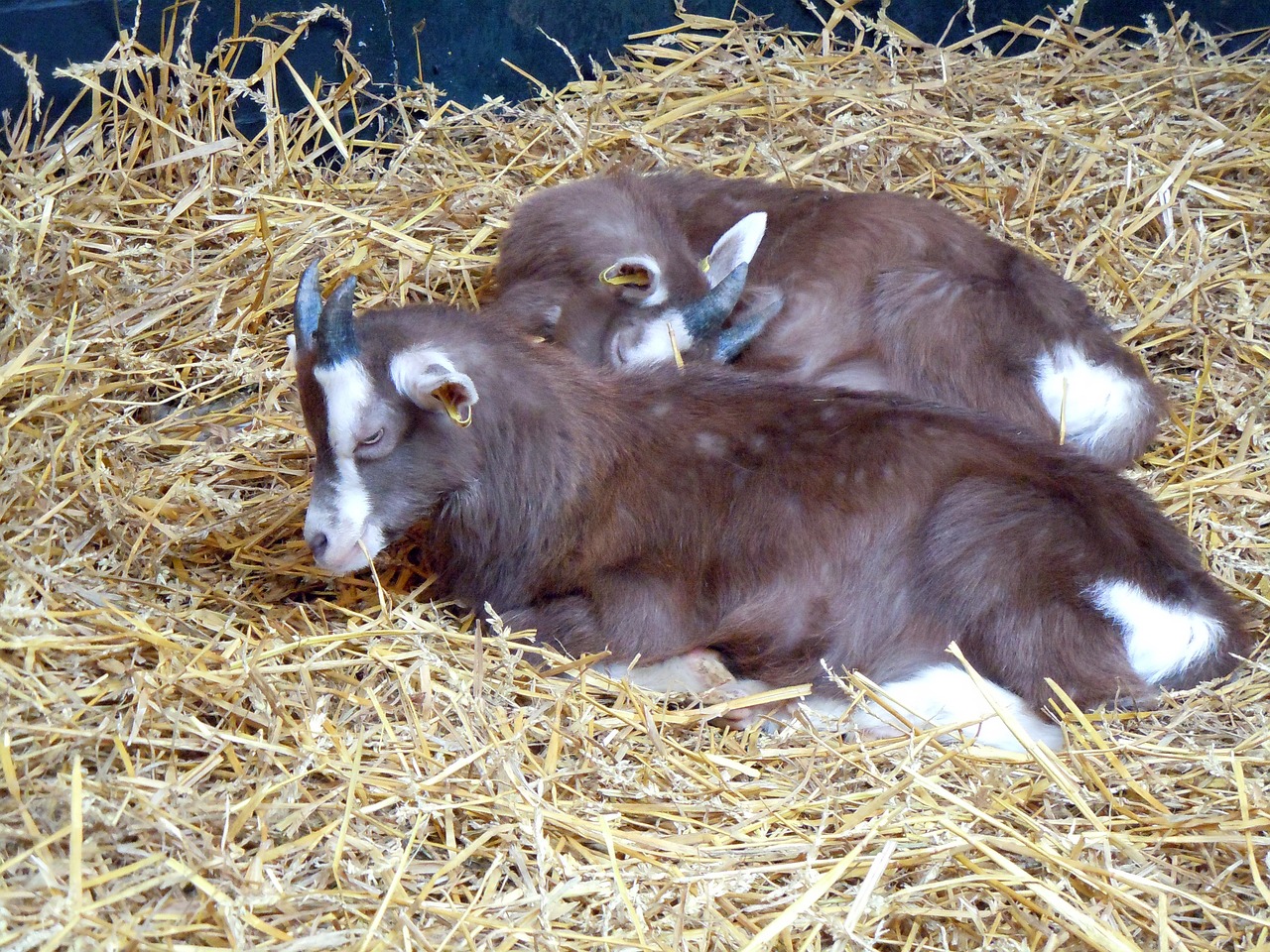goats 359469 1280